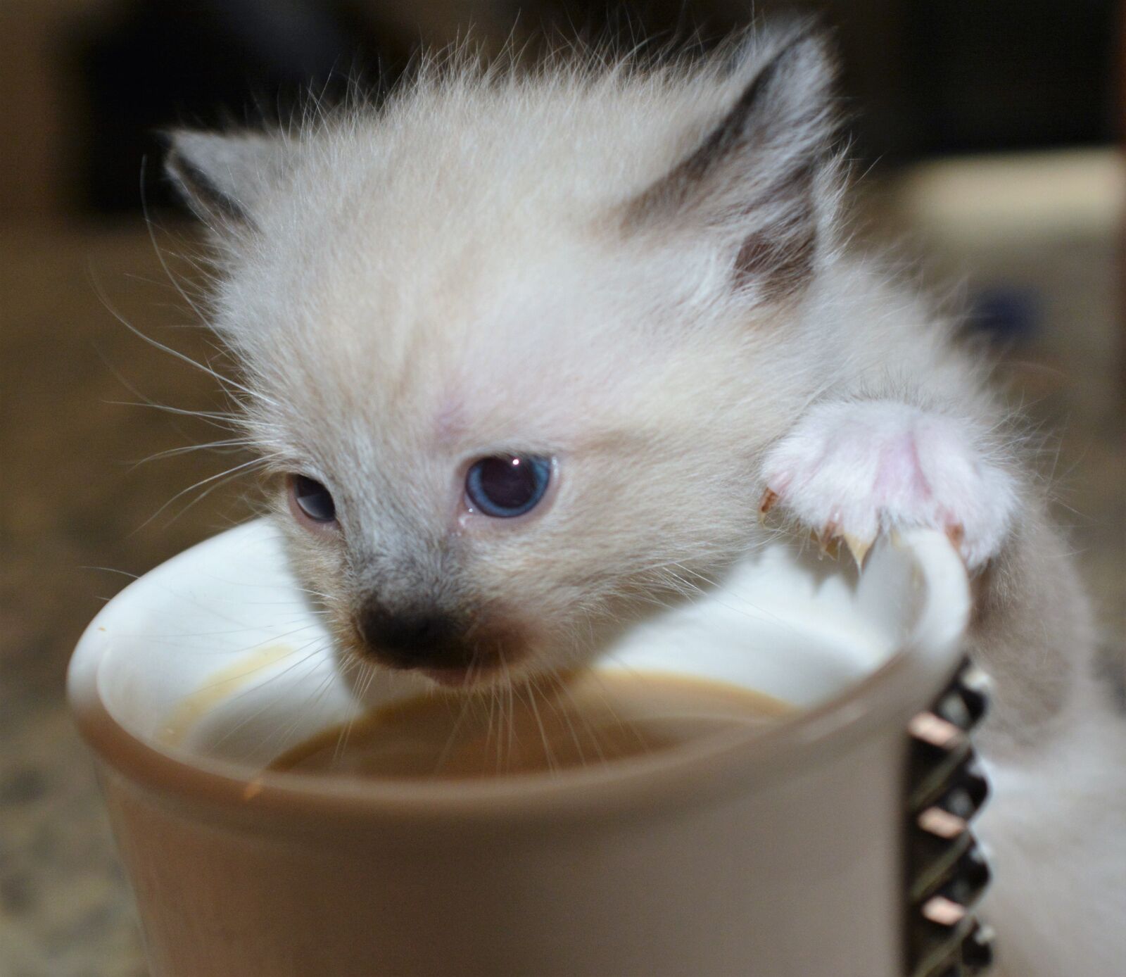 Nikon D7100 sample photo. Kitten, coffee, cat photography