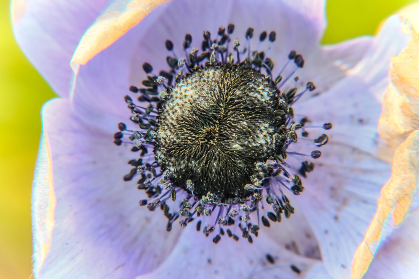 Canon EOS 70D sample photo. Flower, violet, bud photography