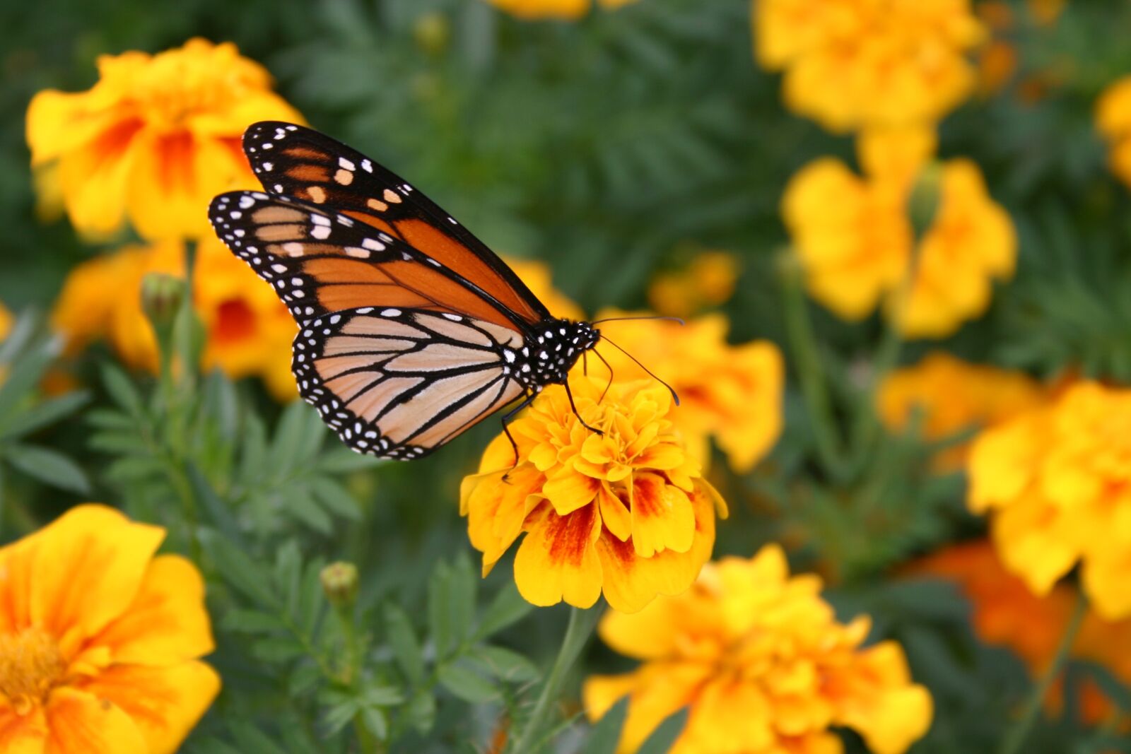 Canon EOS 300D (EOS Digital Rebel / EOS Kiss Digital) sample photo. Butterfly, flower, spring photography