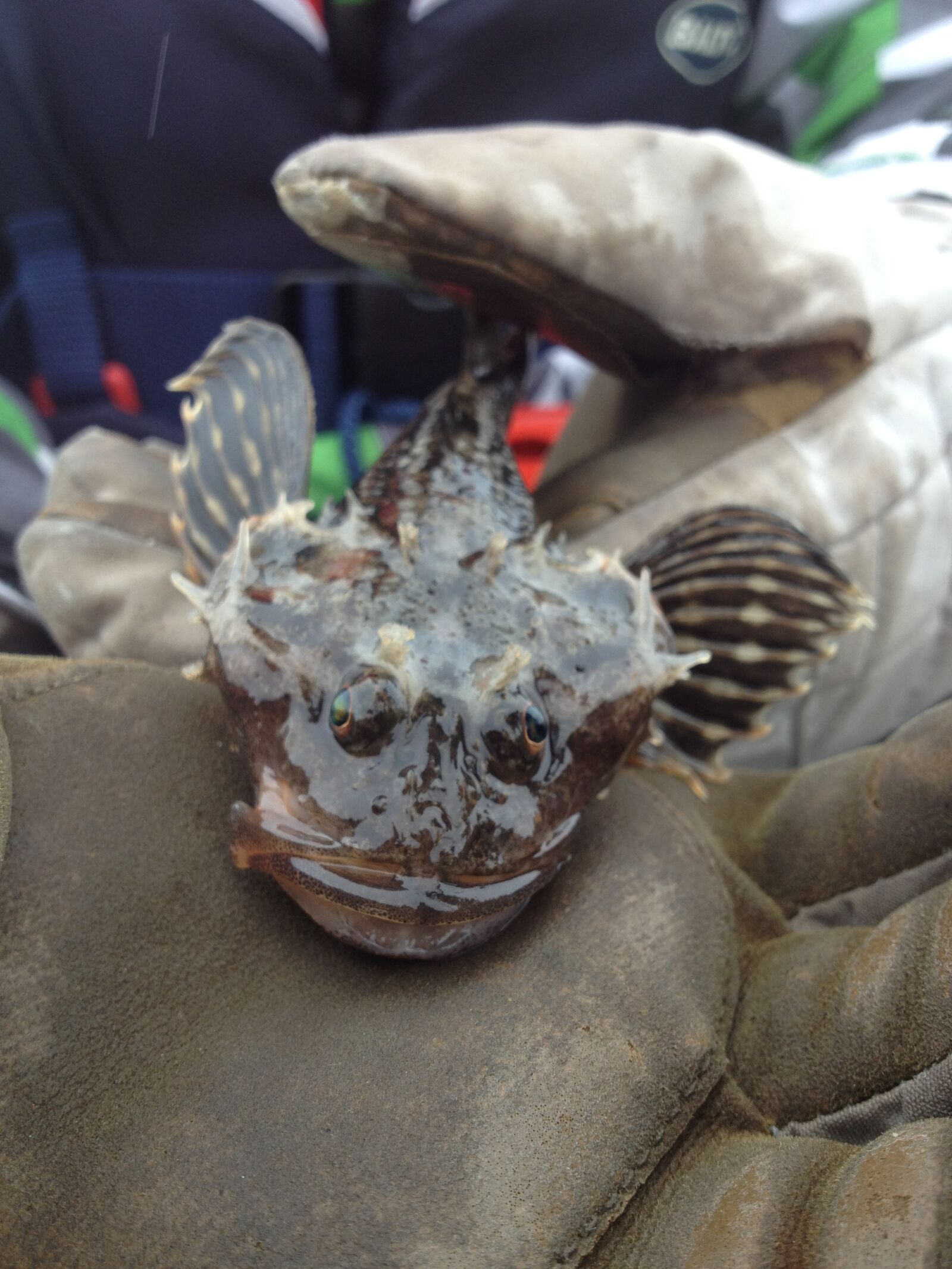 Apple iPhone 4S sample photo. Fish photography