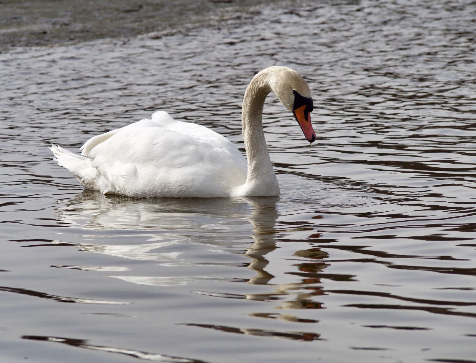 Olympus OM-D E-M10 II sample photo. Swans, the birds, sea photography