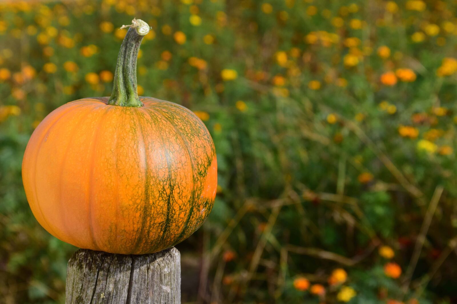 Nikon D3300 sample photo. Leaf, nature, agriculture, pumpkin photography
