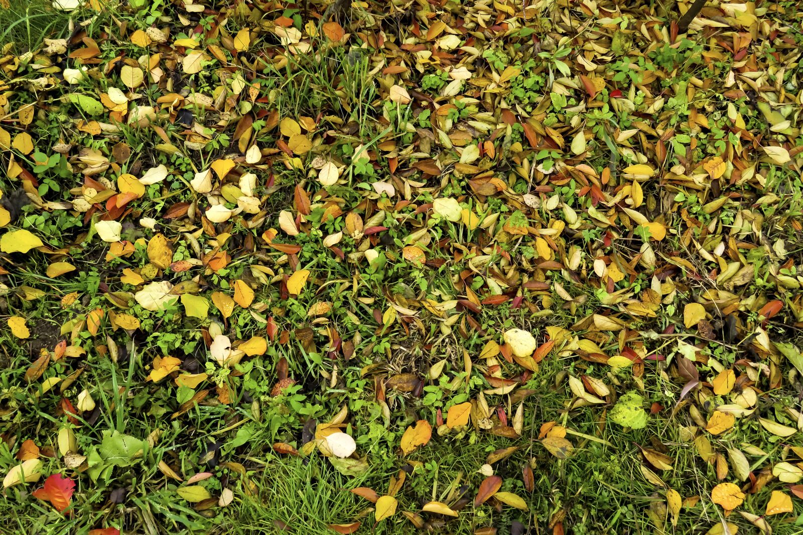 Canon PowerShot SX60 HS sample photo. Autumn, leaves, mood photography
