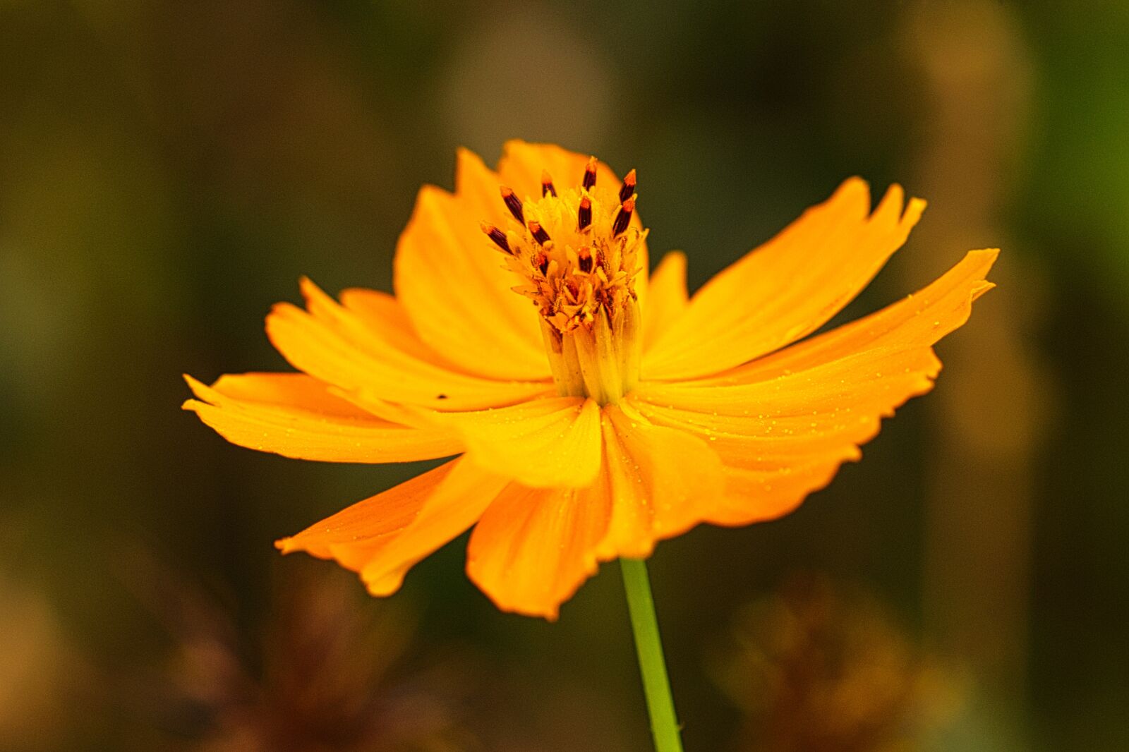 Canon EOS 200D (EOS Rebel SL2 / EOS Kiss X9) sample photo. Flower, yellow, blossom photography