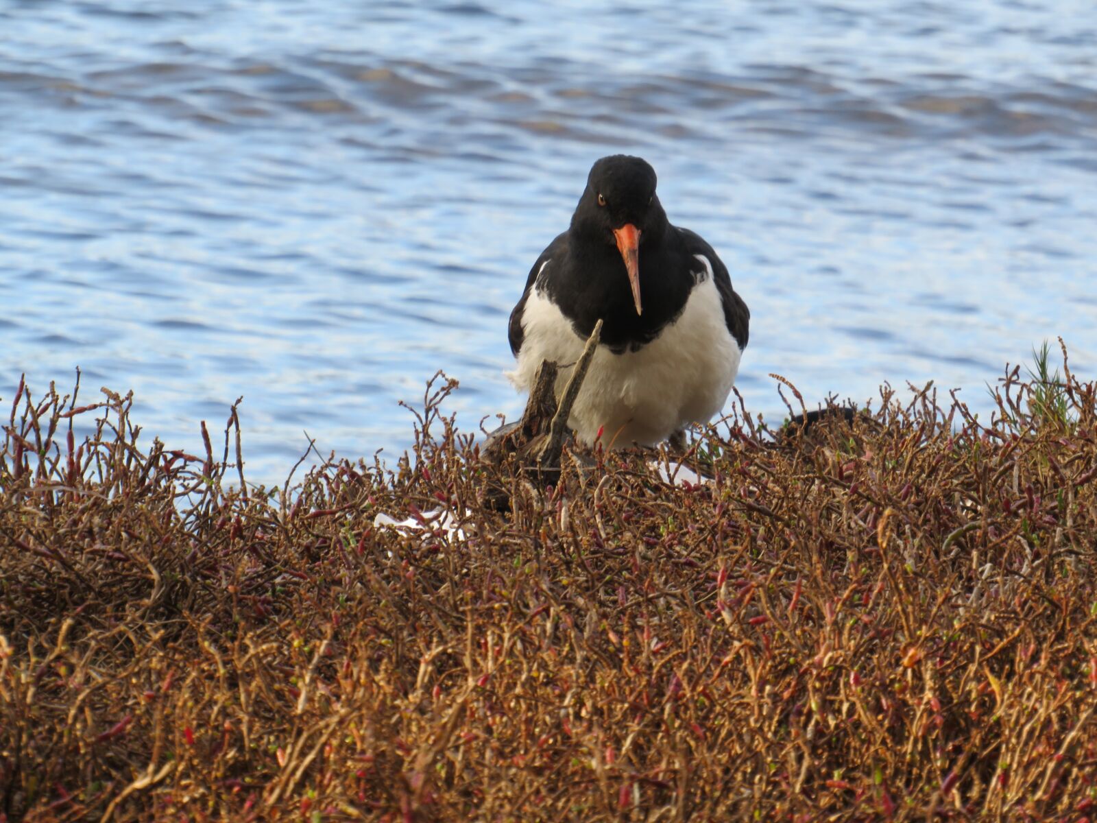 Canon PowerShot SX540 HS sample photo. Oystercatcher, bird, wader photography