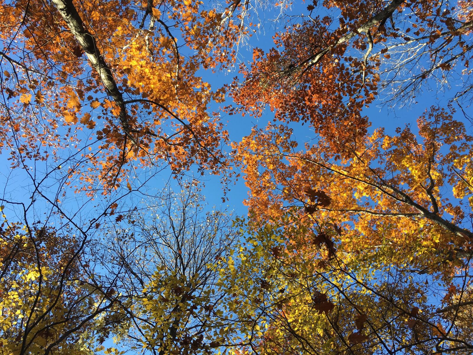 Apple iPhone 6s sample photo. Forest, autumn, nature photography