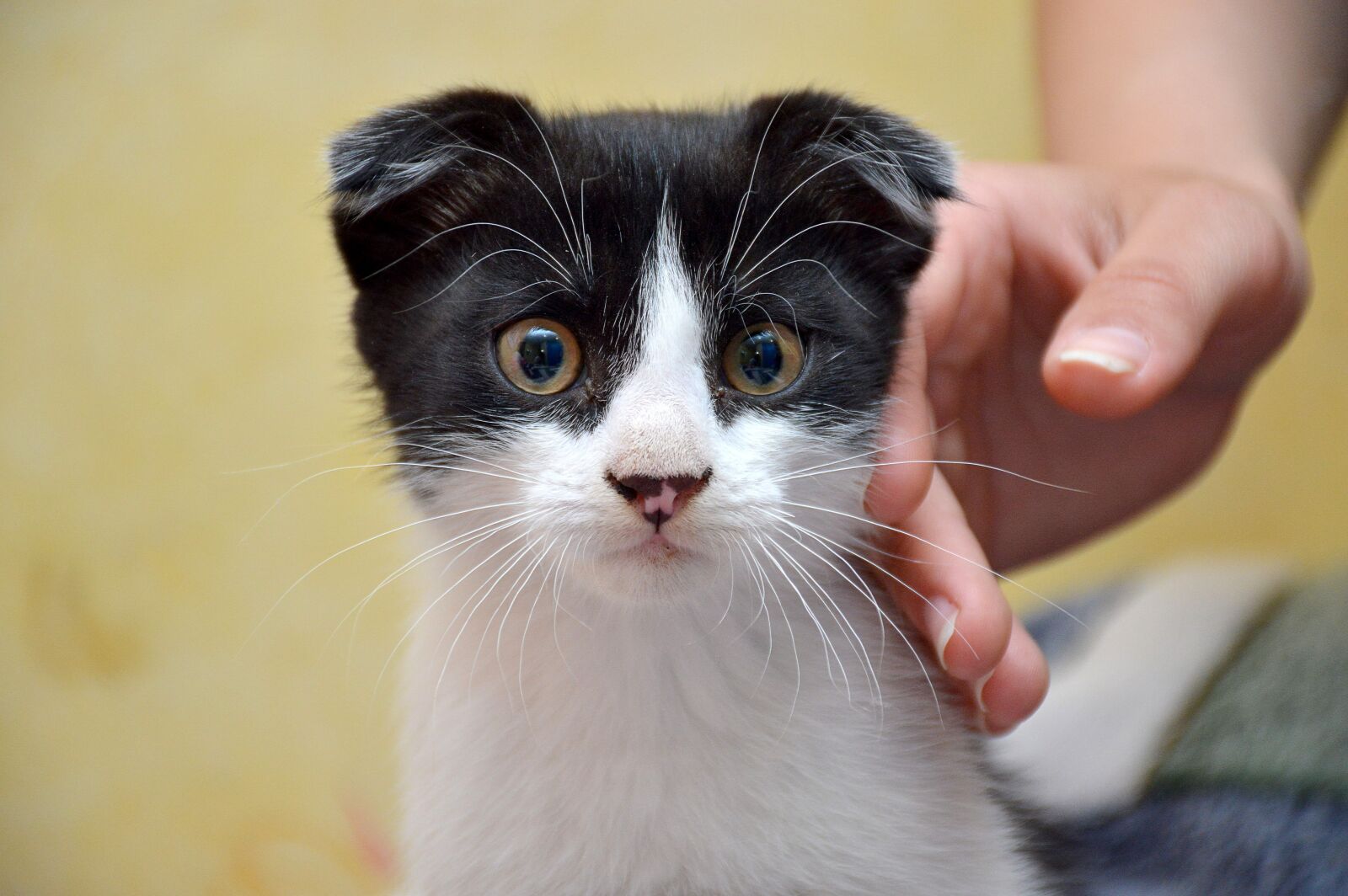 Nikon D3200 sample photo. Cat, fold, krupnyj plan photography