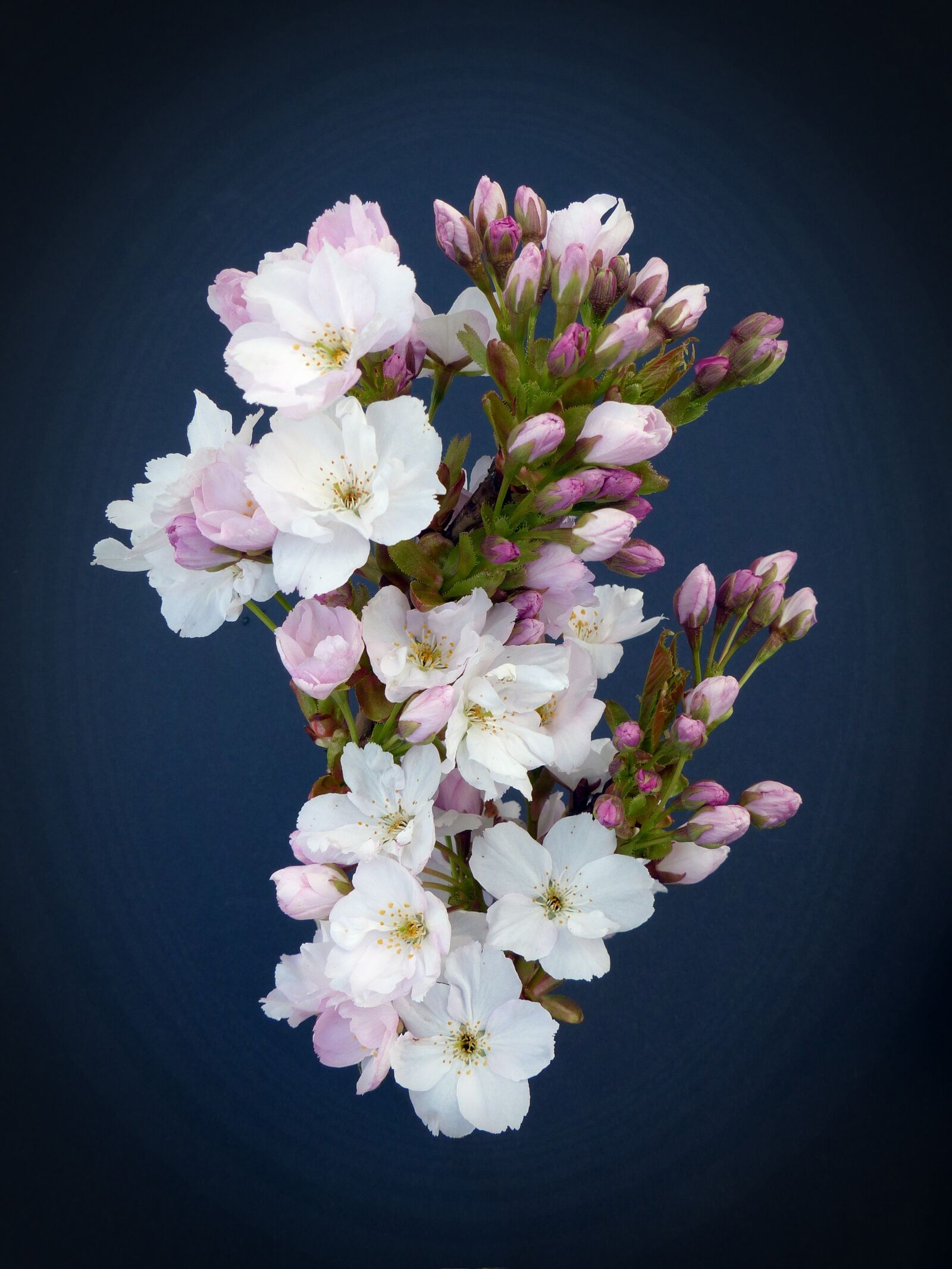 Panasonic Lumix DMC-FZ200 sample photo. Column cherry, japanese cherry photography