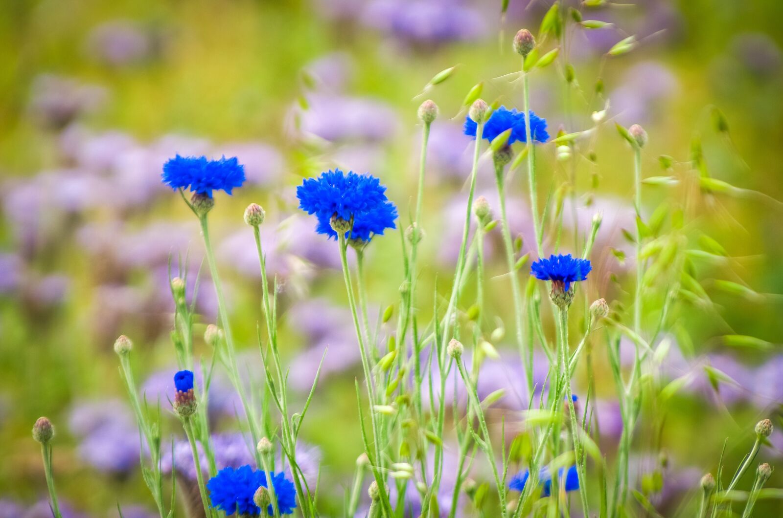 Tamron AF 28-300mm F3.5-6.3 XR Di LD Aspherical (IF) Macro sample photo. Cornflower, field, meadow photography
