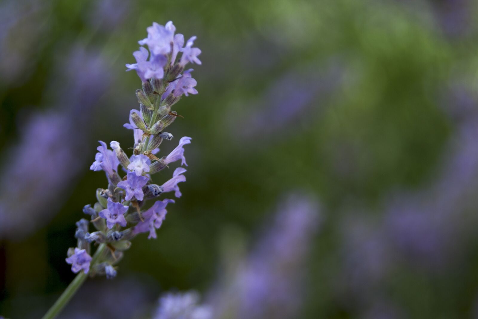 Canon EOS 350D (EOS Digital Rebel XT / EOS Kiss Digital N) sample photo. Flower, lavender, nature photography