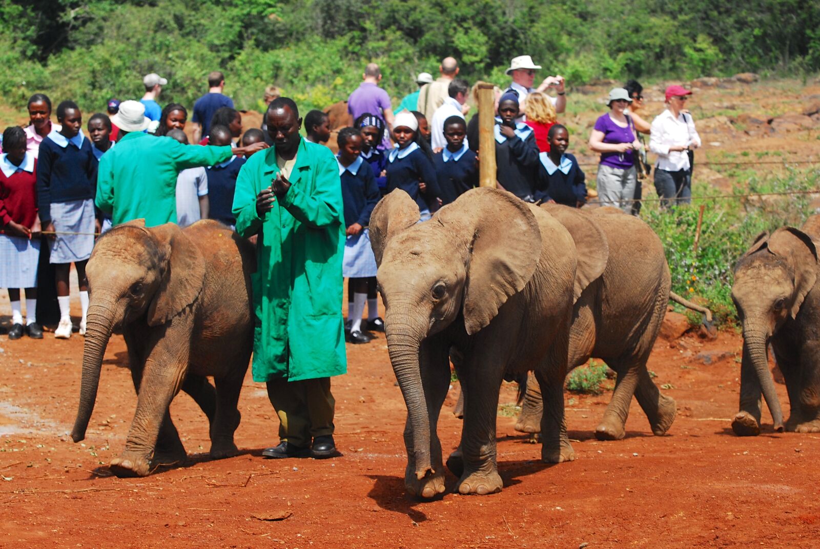 Nikon D200 sample photo. Feeding baby elephants, bottle photography