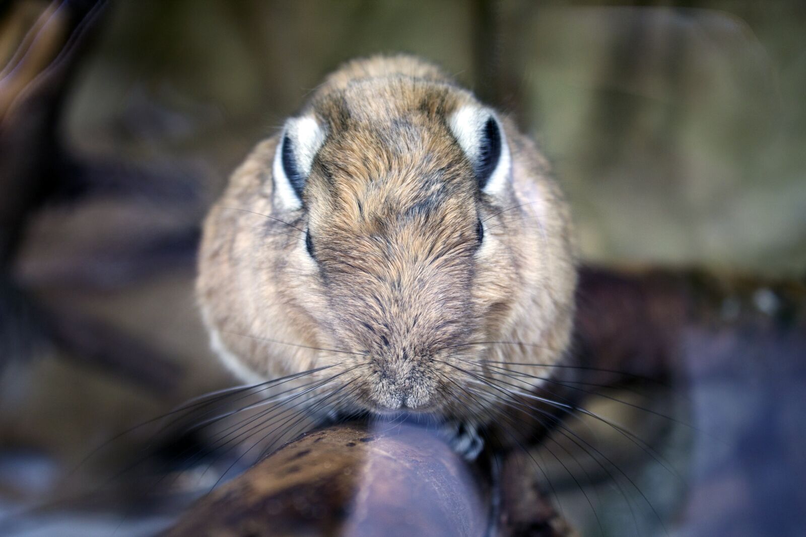 Canon EOS 1100D (EOS Rebel T3 / EOS Kiss X50) sample photo. Beast, zoo, animal photography