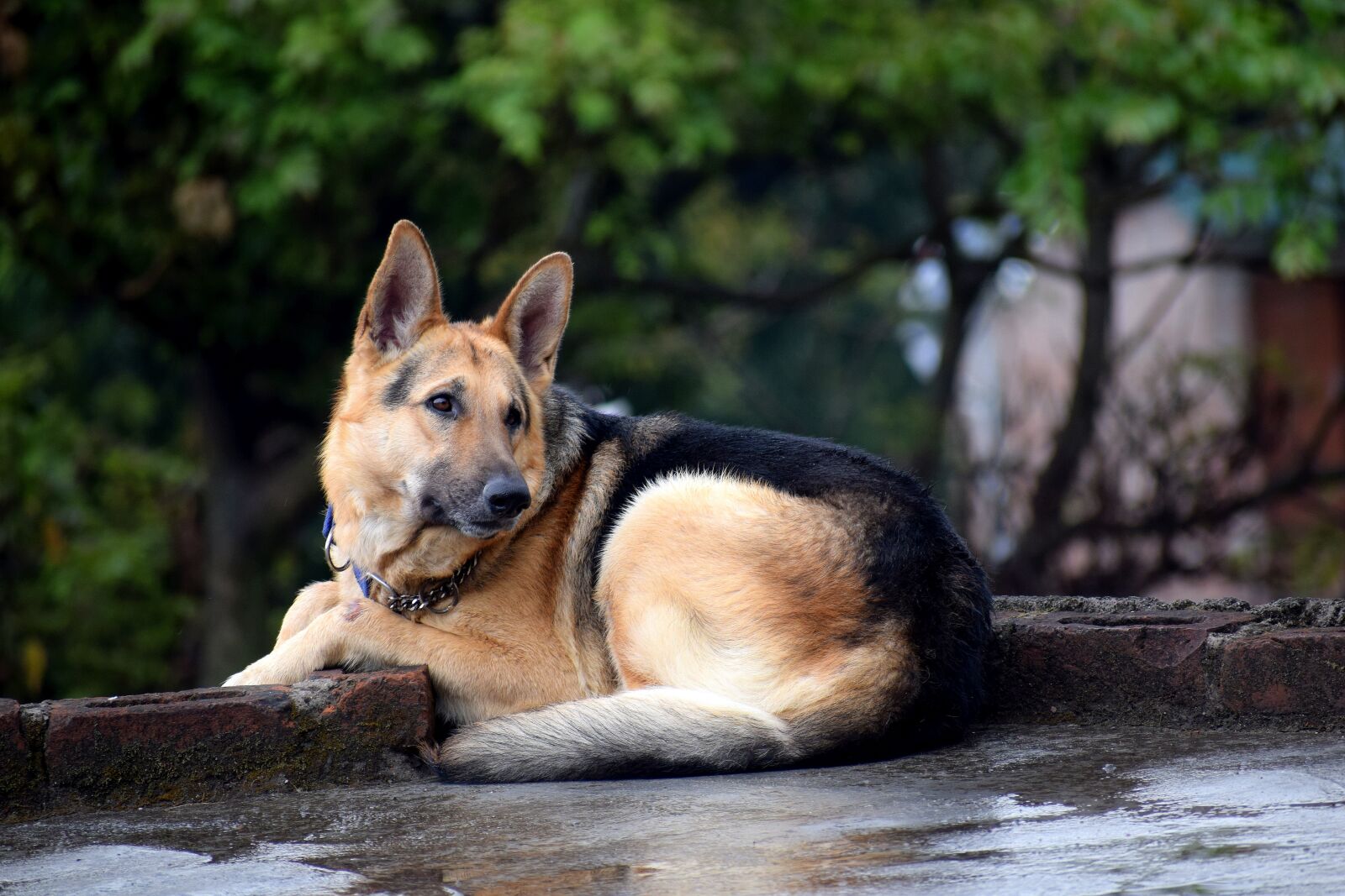 Nikon D3300 sample photo. Animal, pet, dog photography