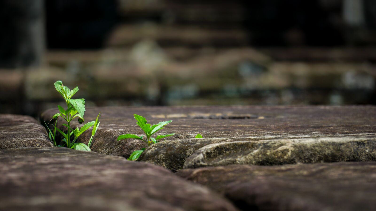 Sony a6000 sample photo. Flora, plant, green photography