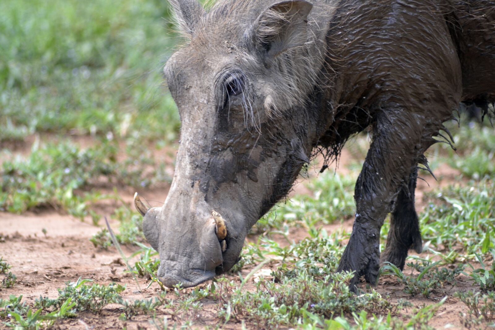 Nikon D3100 sample photo. Warthog, umfolozi game reserve photography