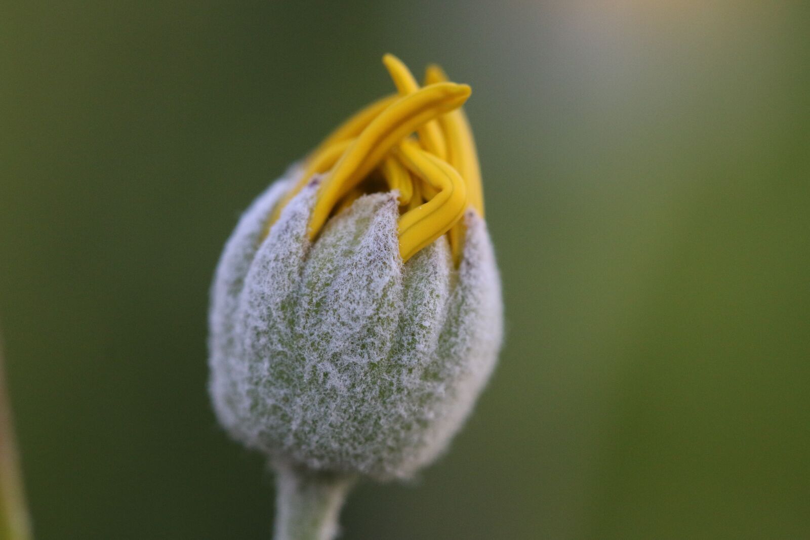 Canon EOS 70D + Canon EF 100mm F2.8 Macro USM sample photo. Yellow, pink, flower photography