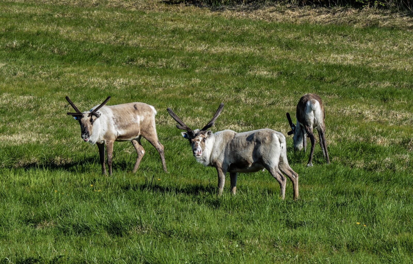 Nikon D5200 sample photo. Reindeer, pack, animal photography