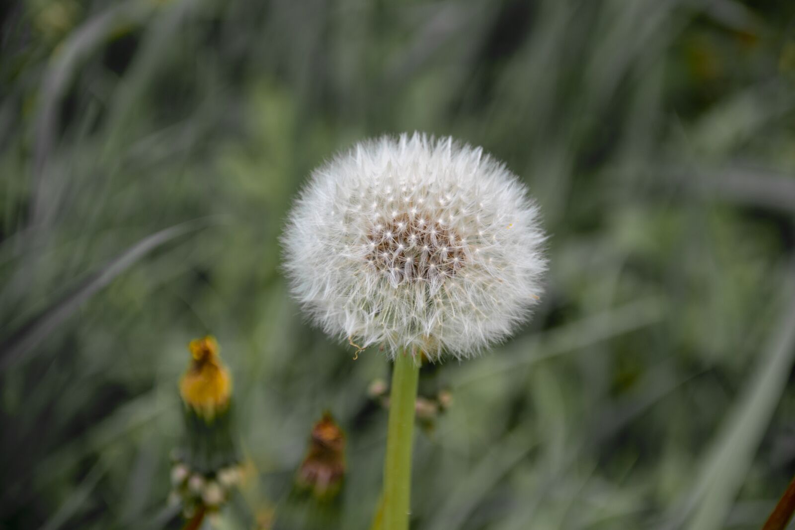 Nikon D500 sample photo. Nature, dandelion, spring photography