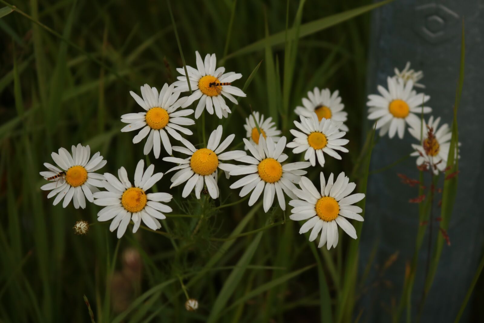 Canon EOS 750D (EOS Rebel T6i / EOS Kiss X8i) sample photo. White flower, dark background photography