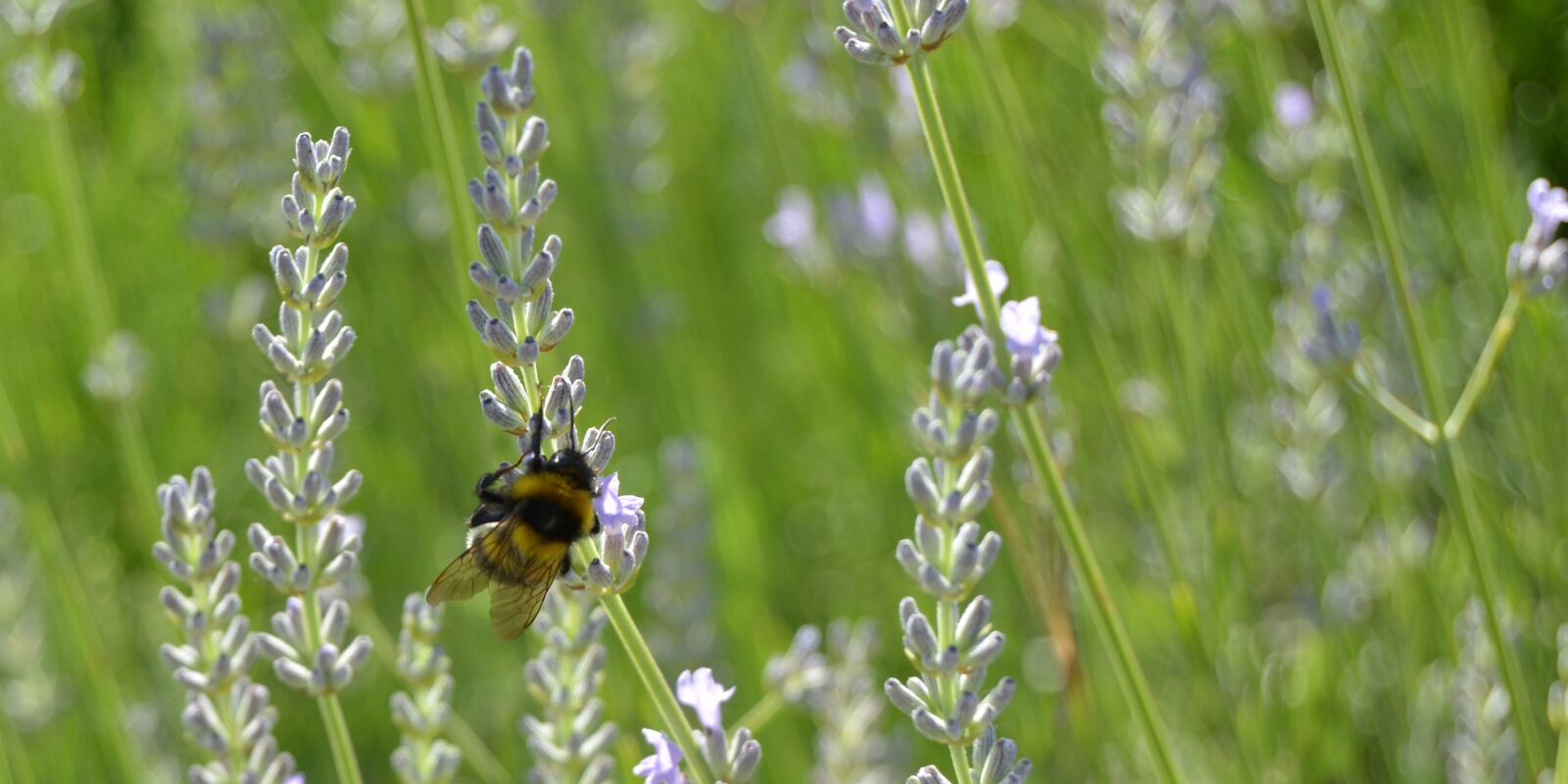 Nikon D5200 sample photo. Bombo, insect, lavender photography