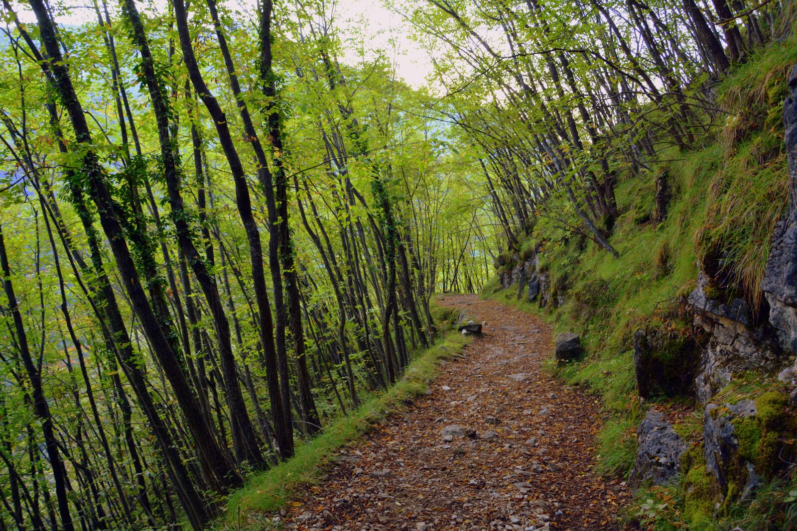 Nikon D7100 sample photo. Excursion, forest, autumn photography