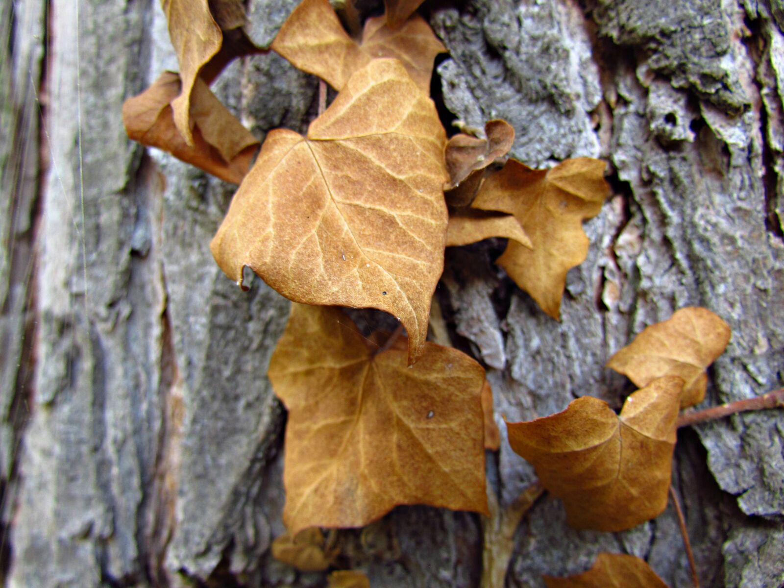 Canon PowerShot SX30 IS sample photo. Foliage, dry, autumn photography