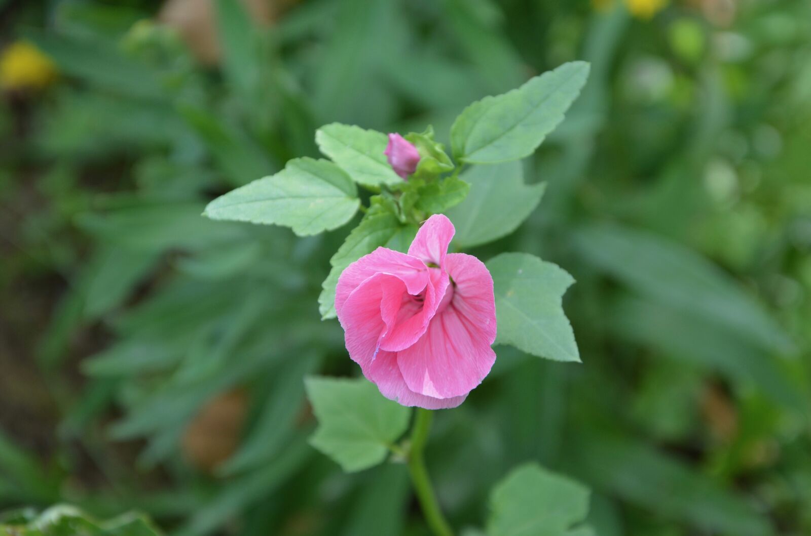 Nikon D5200 sample photo. Button, flower bud, pink photography
