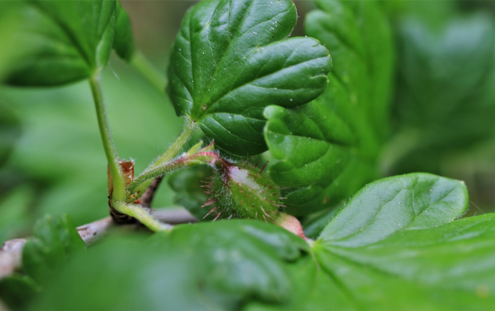 Canon EF-S 35mm F2.8 Macro IS STM sample photo. Gooseberry, currants, christian berry photography
