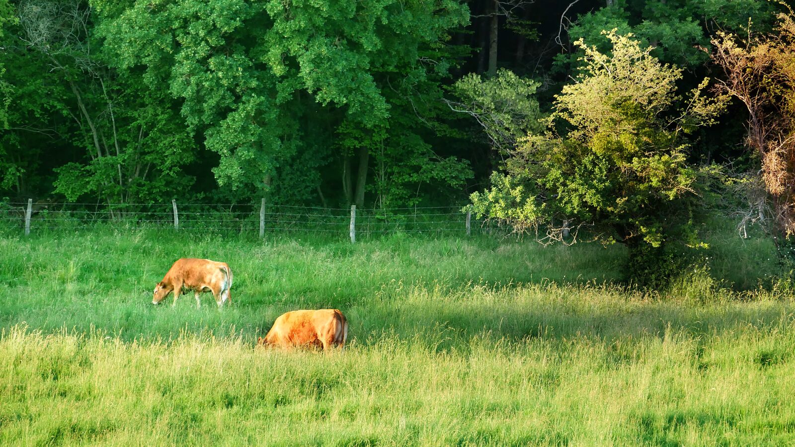 Panasonic Lumix DMC-GX85 (Lumix DMC-GX80 / Lumix DMC-GX7 Mark II) sample photo. Cattle, cows, agriculture photography