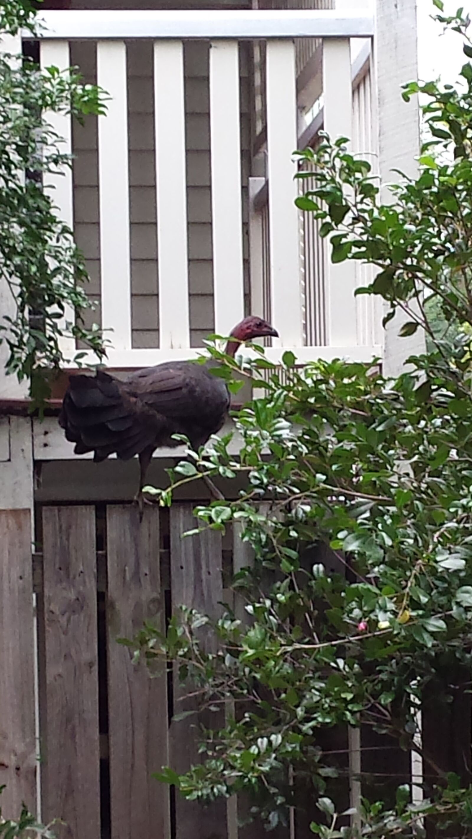 Samsung Galaxy S4 sample photo. Backyard, bush, turkey, fence photography