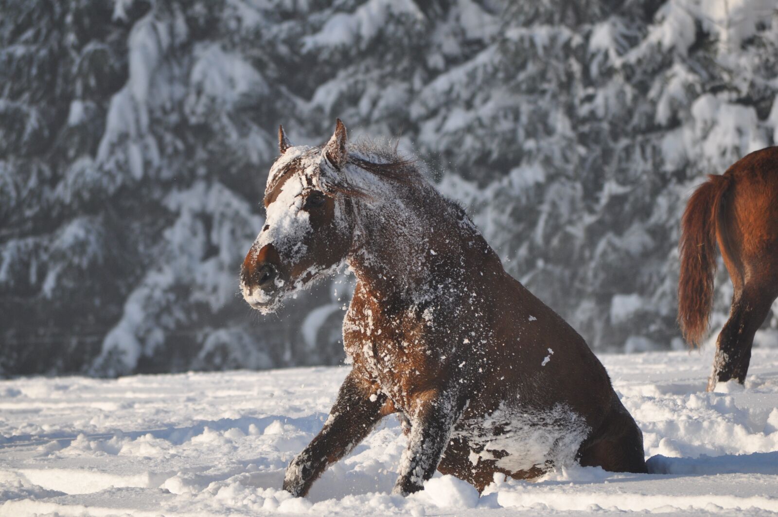 Nikon D5000 sample photo. Winter, snow, cold photography