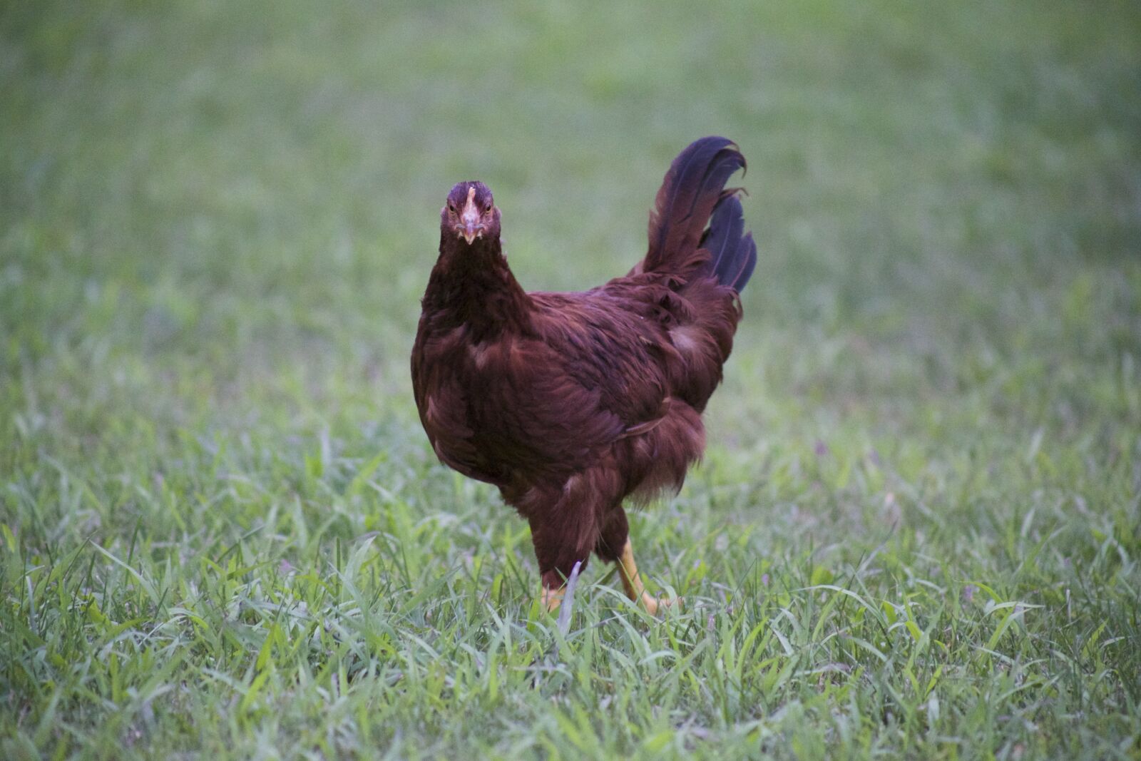 Canon EOS 6D + Canon EF 75-300mm f/4-5.6 USM sample photo. Animals, chicken, grass photography
