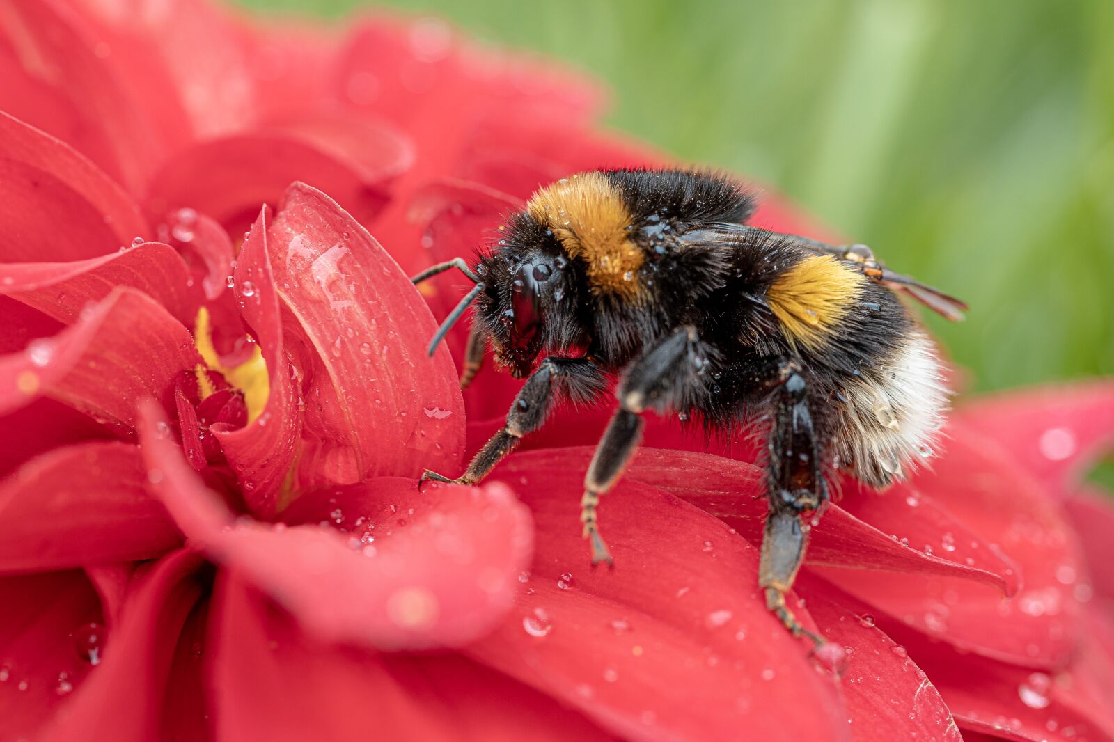 Canon EOS R sample photo. Hummel, fictional, bombus terrestris photography