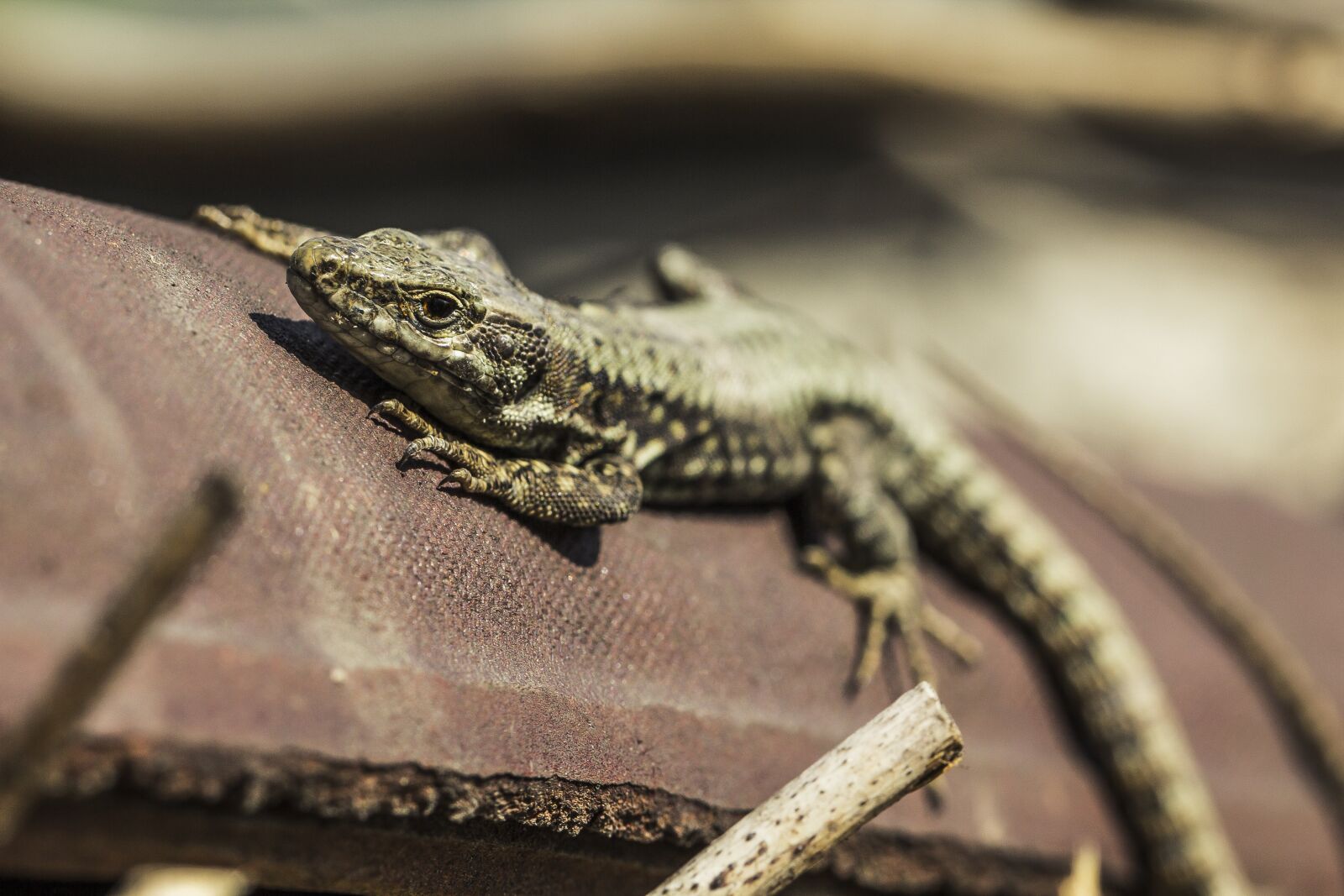 Canon EOS 60D sample photo. Lizard, sunbathing, reptile photography