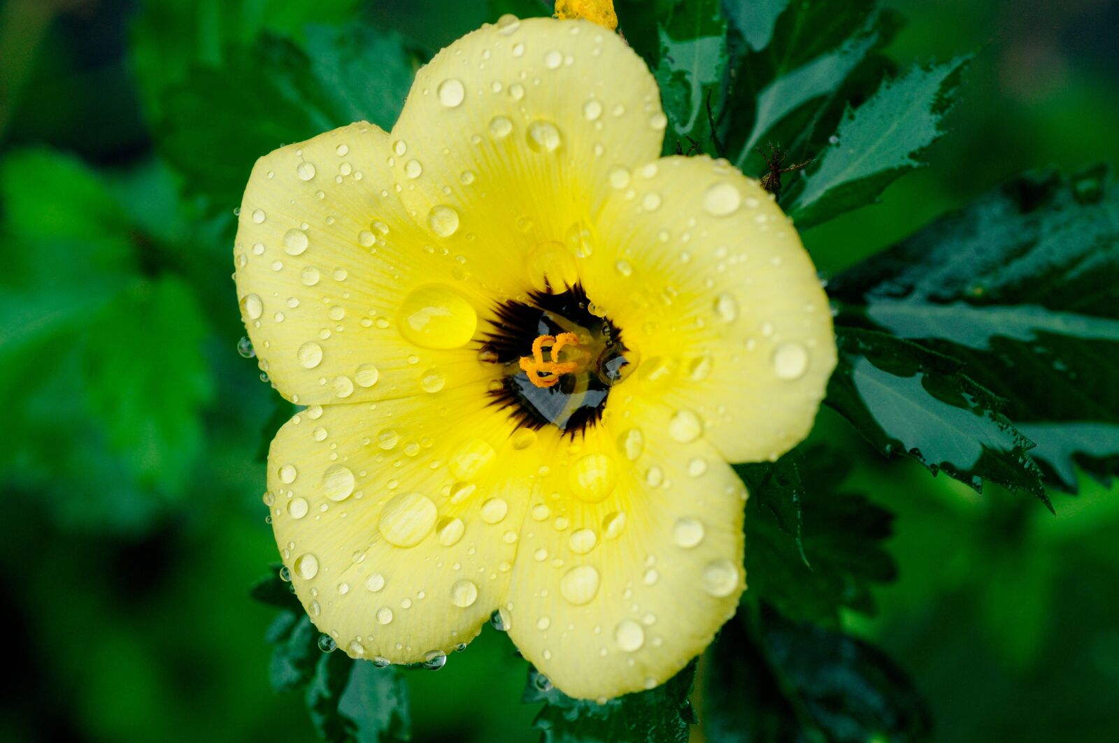 Nikon D300S sample photo. Flowers, field, nature photography