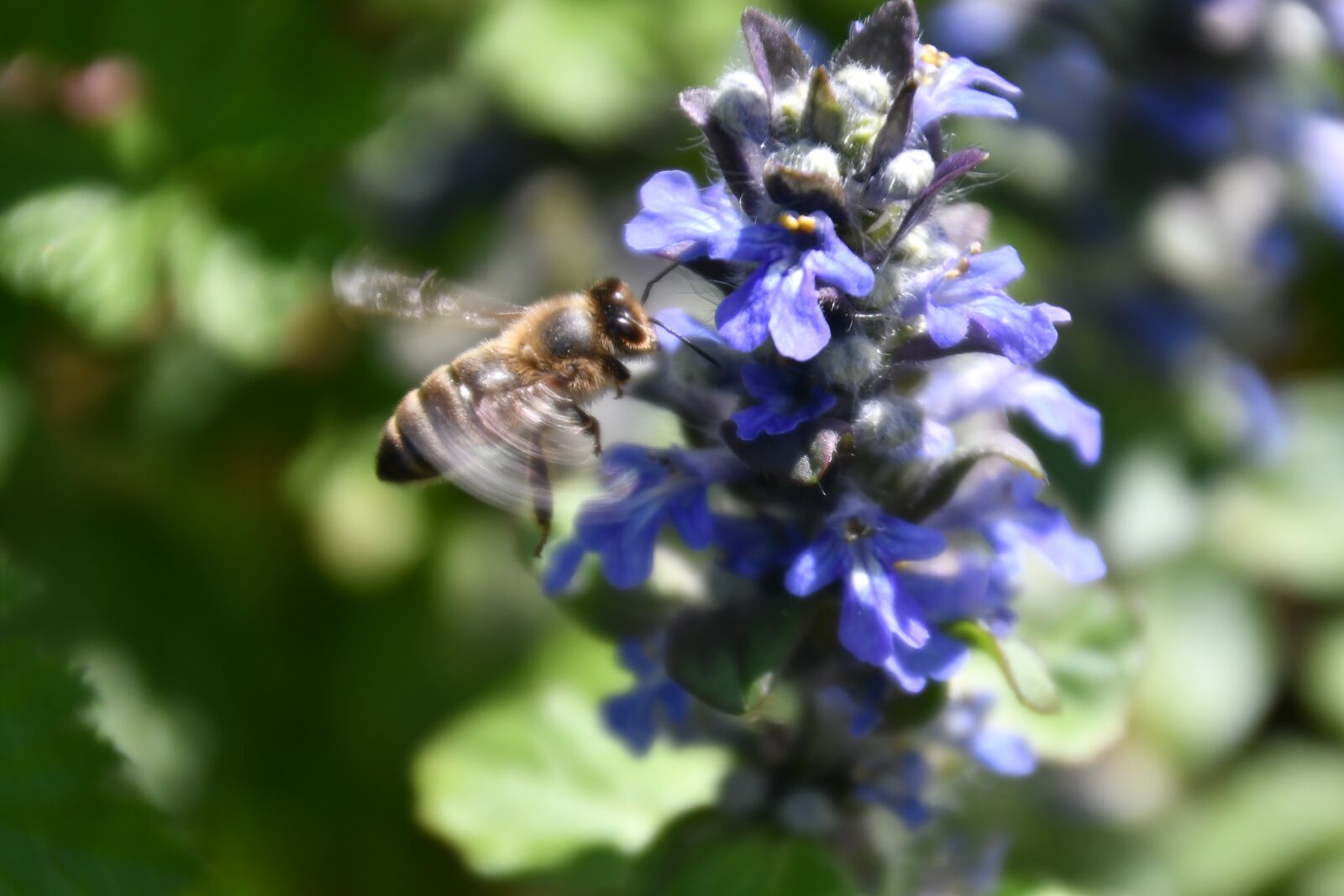 Nikon D500 sample photo. Bee, flying, fly photography