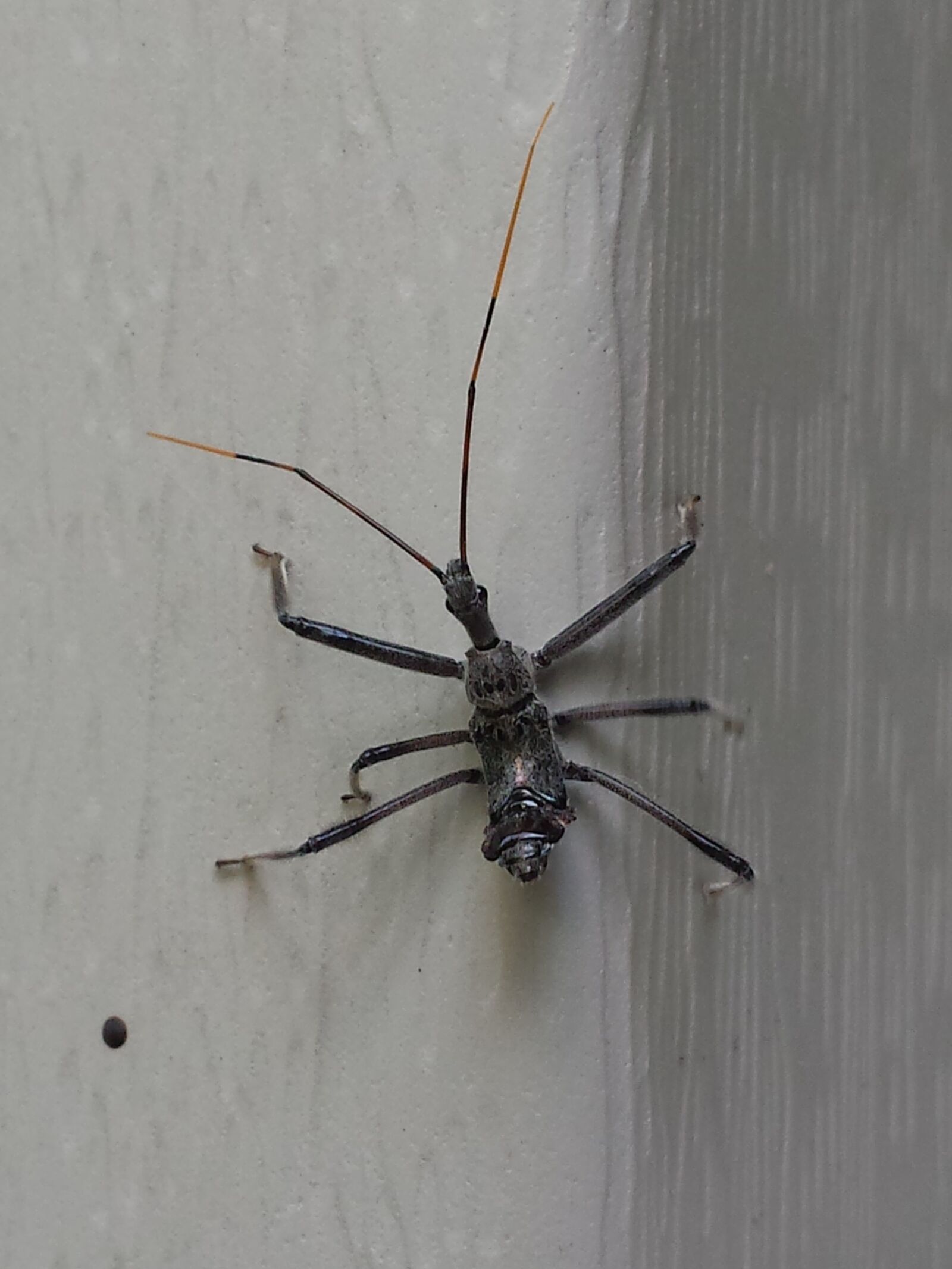 Samsung Galaxy S4 sample photo. Insect, thorax, antenna photography