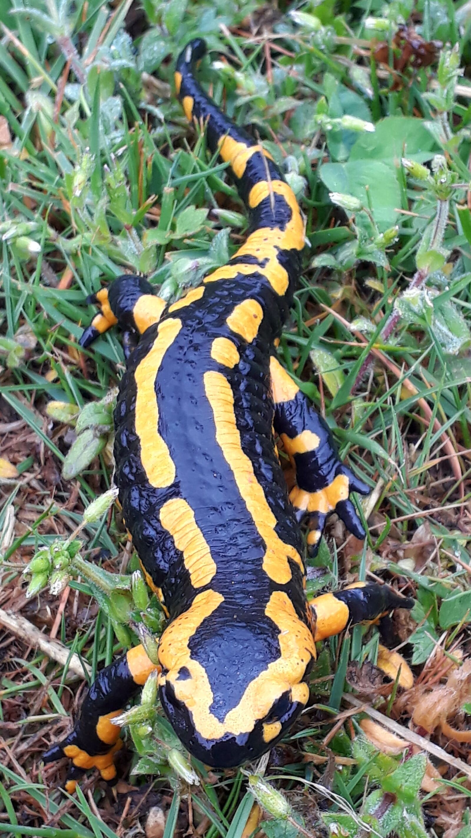 Samsung Galaxy A3(2017) sample photo. Fire salamander, salamander, amphibian photography