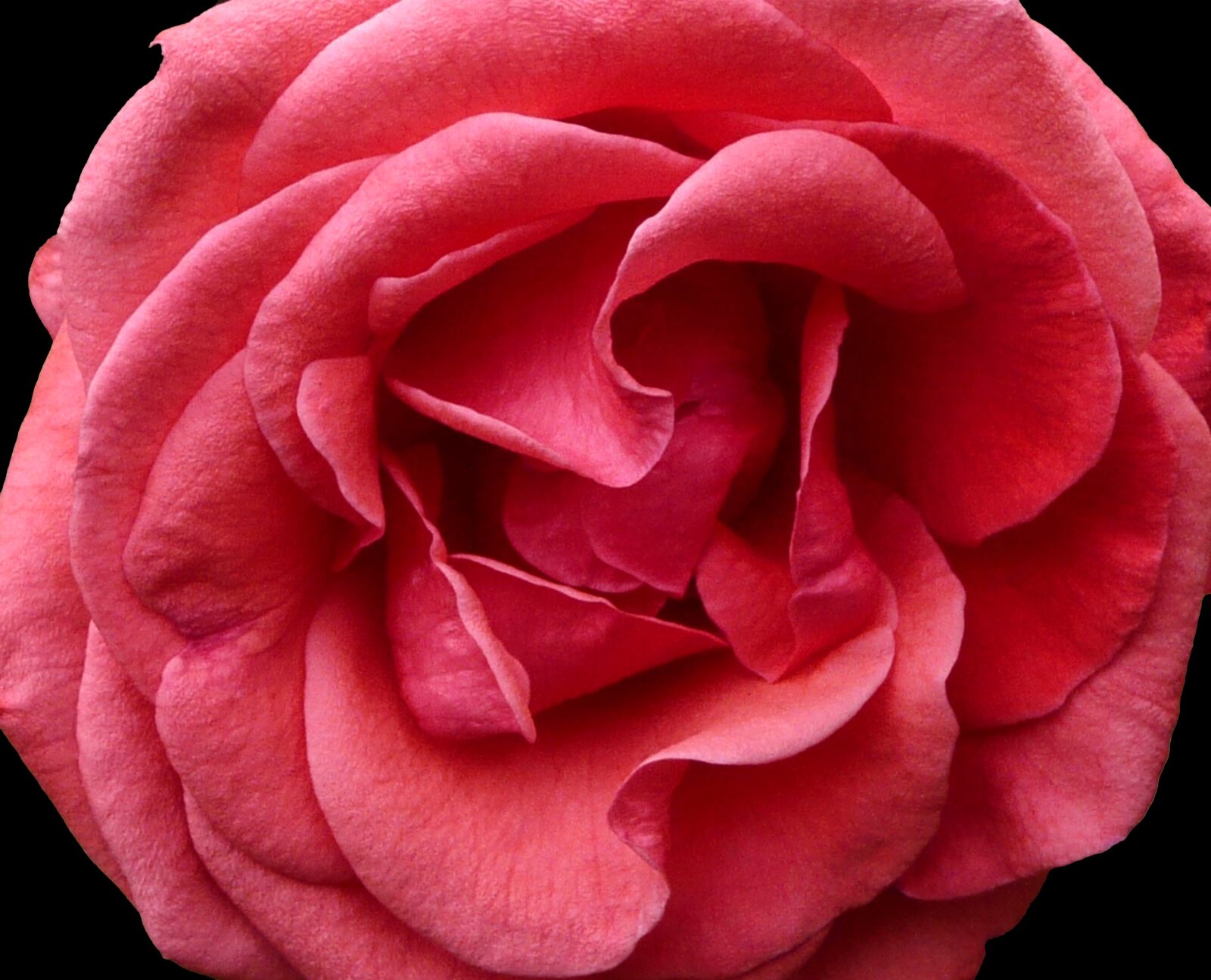 Panasonic DMC-TZ3 sample photo. Flower, carnation, rose photography