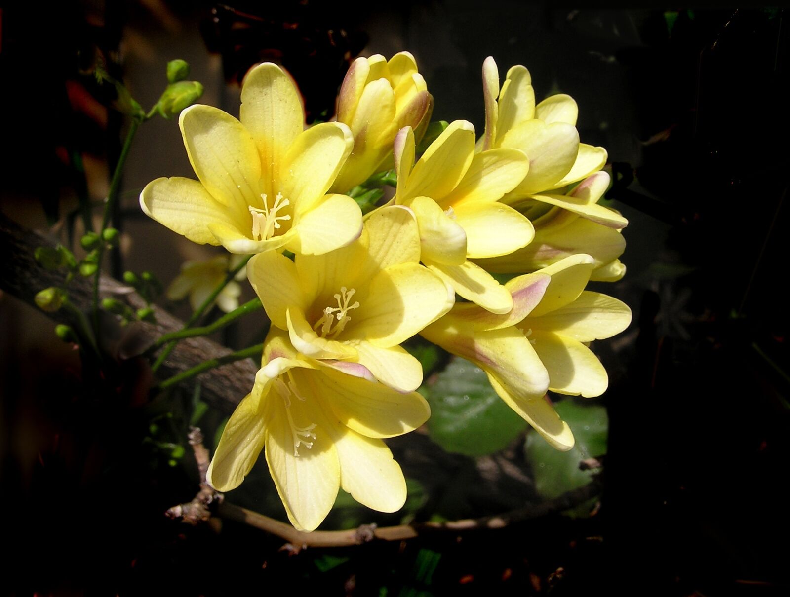 Olympus C750UZ sample photo. Yellow flowers, freesias, fragrant photography