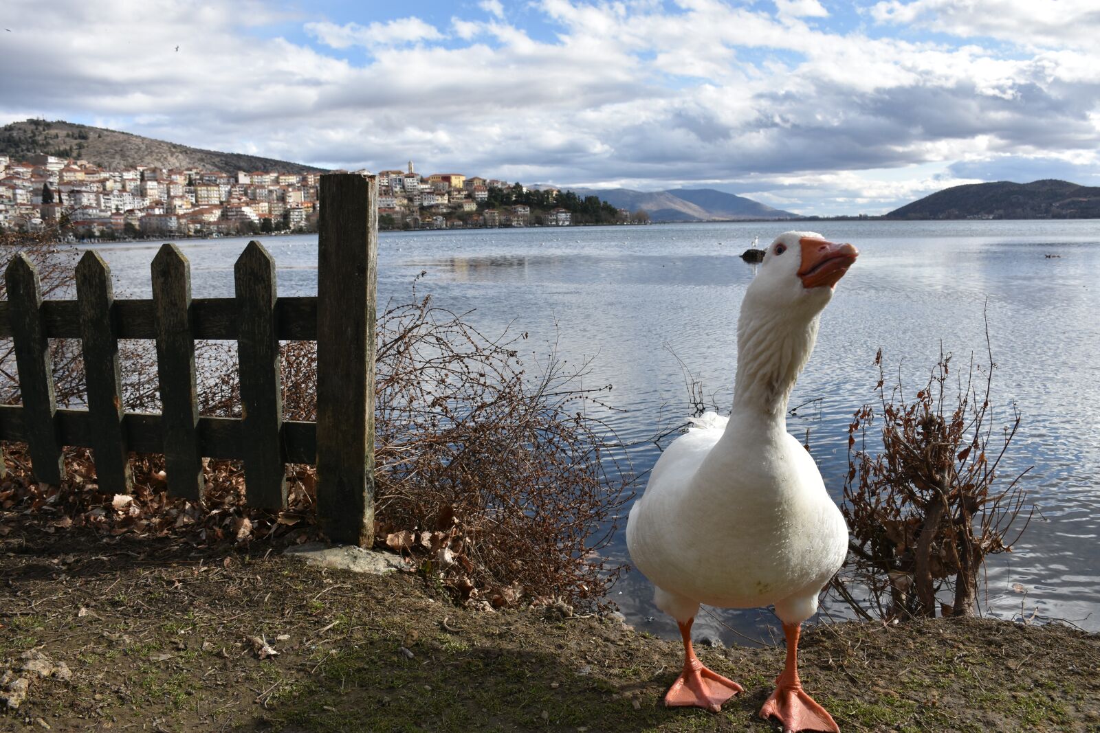 Nikon D7200 sample photo. Kastoria, duck, greece photography