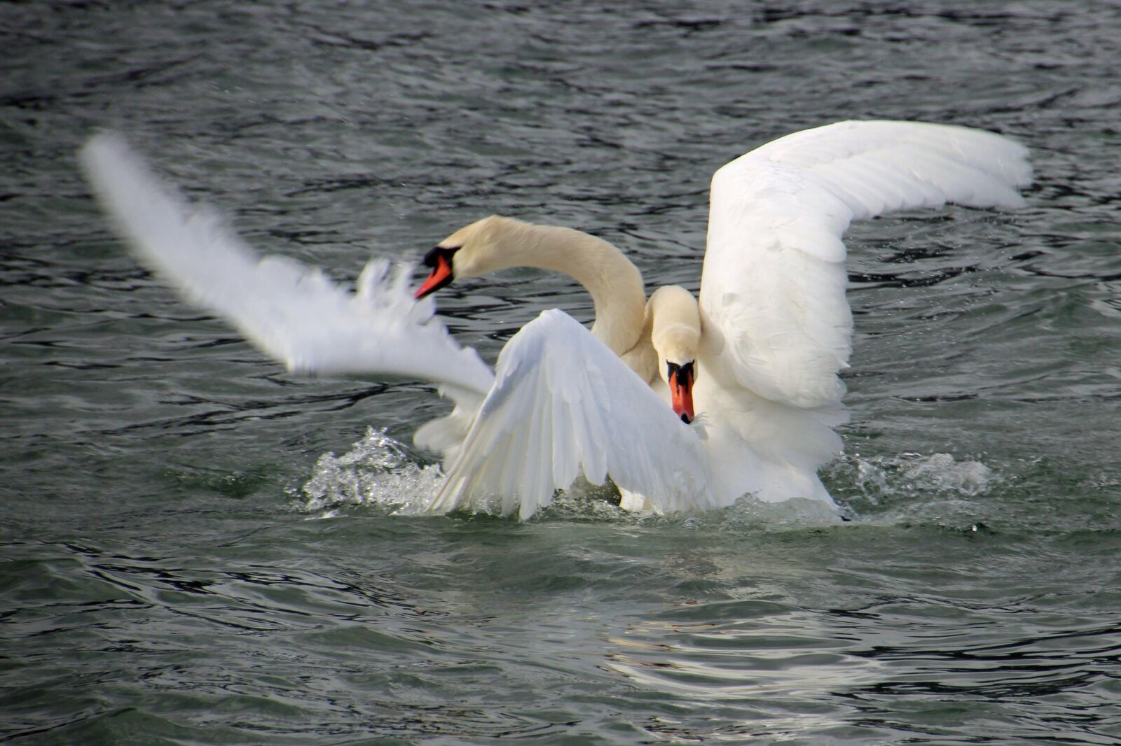 Canon EOS 600D (Rebel EOS T3i / EOS Kiss X5) sample photo. Swan fight, fight, swan photography