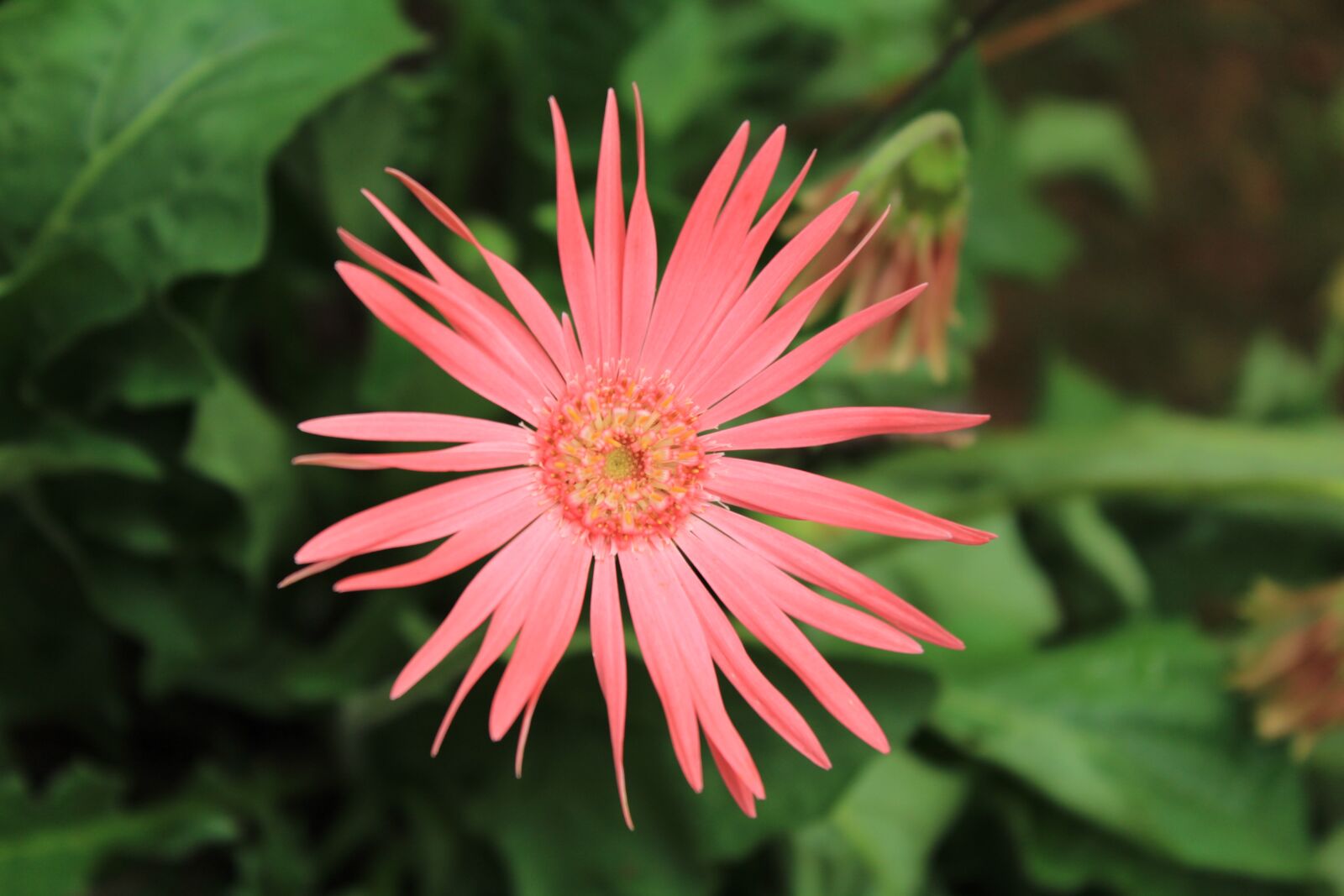 Canon EOS 1200D (EOS Rebel T5 / EOS Kiss X70 / EOS Hi) sample photo. Gerbera daisies, summer, flower photography