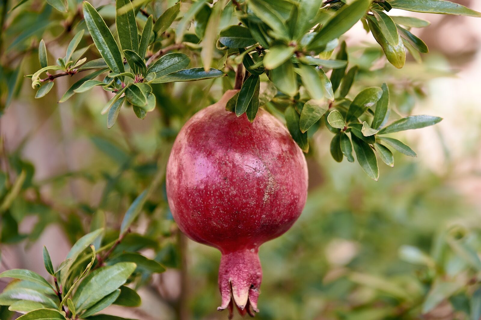 Nikon D7200 sample photo. Granada, tree, fruit photography