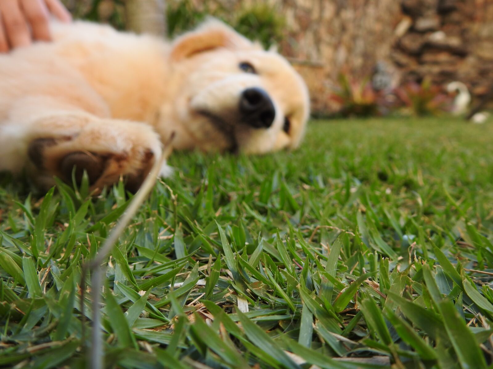Nikon Coolpix P900 sample photo. Golden, dog, baby photography