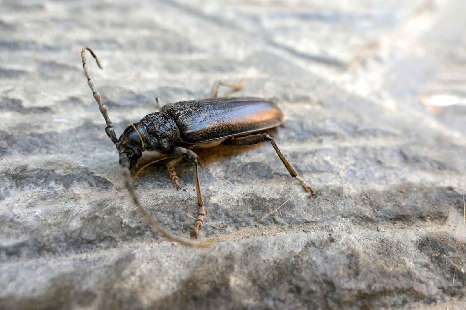 Panasonic Lumix DMC-LX10 (Lumix DMC-LX15) sample photo. Beetle, street, italy photography