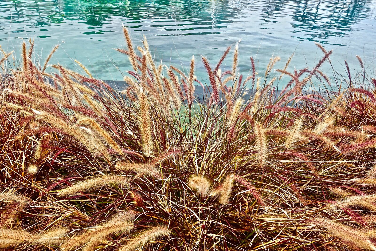 Sony Cyber-shot DSC-RX100 III sample photo. Grass, reeds, lake photography