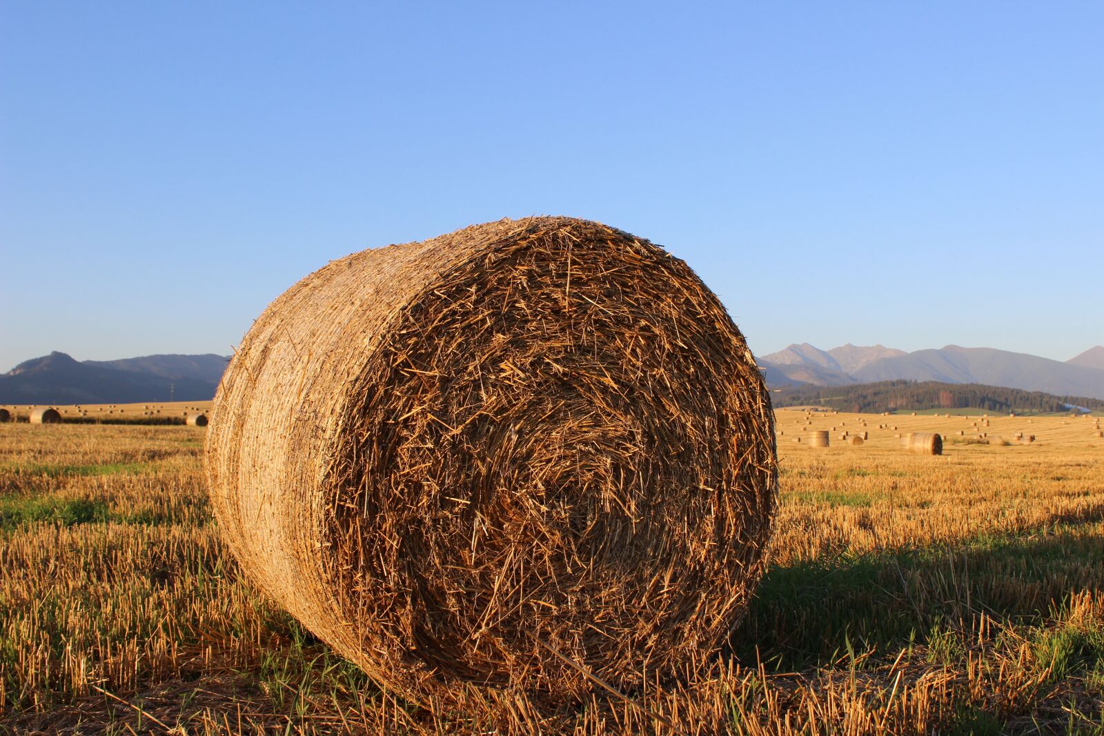 Canon EOS 600D (Rebel EOS T3i / EOS Kiss X5) sample photo. Straw, ssas straw, field photography