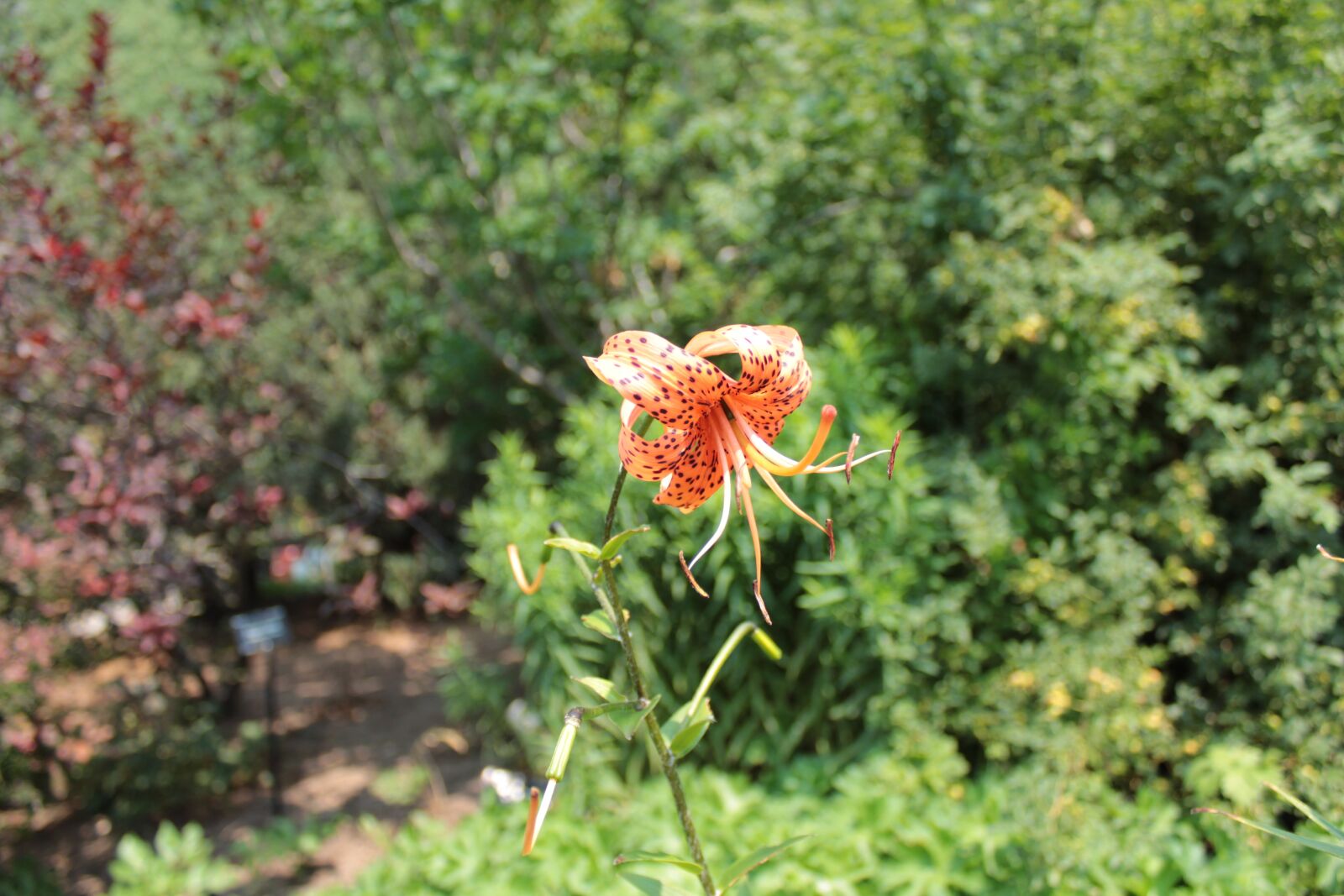 Canon EOS 1300D (EOS Rebel T6 / EOS Kiss X80) sample photo. Orange flower, flower, botanical photography