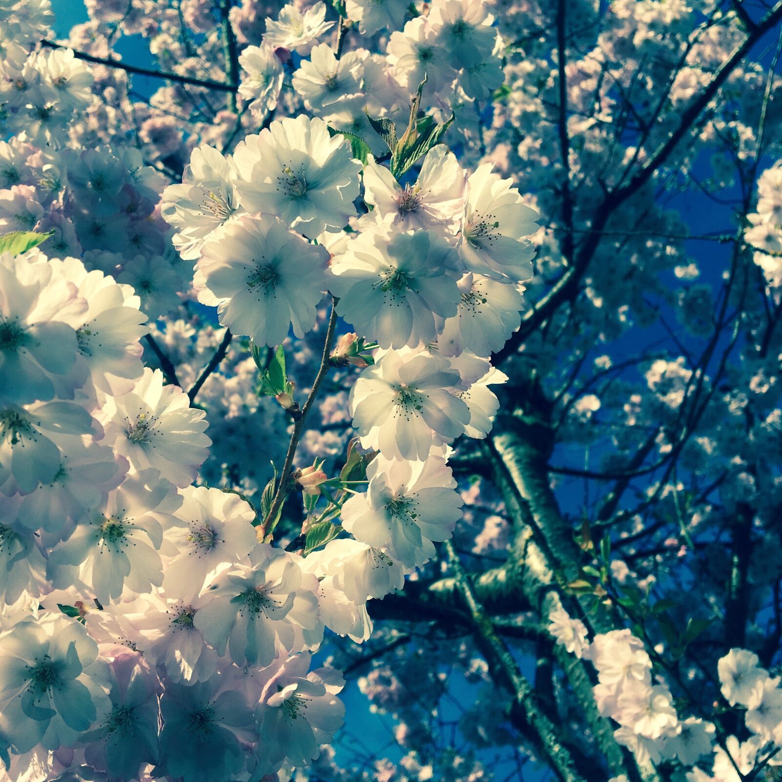 Apple iPhone 6s sample photo. Summer, flowers, cherry blossom photography